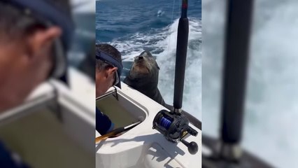Una foca se niega a comerse un pez porque quiere uno más grande
