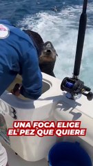 Una foca se niega a comerse un pez porque quiere uno más grande
