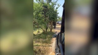 Elephant uses trunk to rummage for snacks in tourists’ Jeep