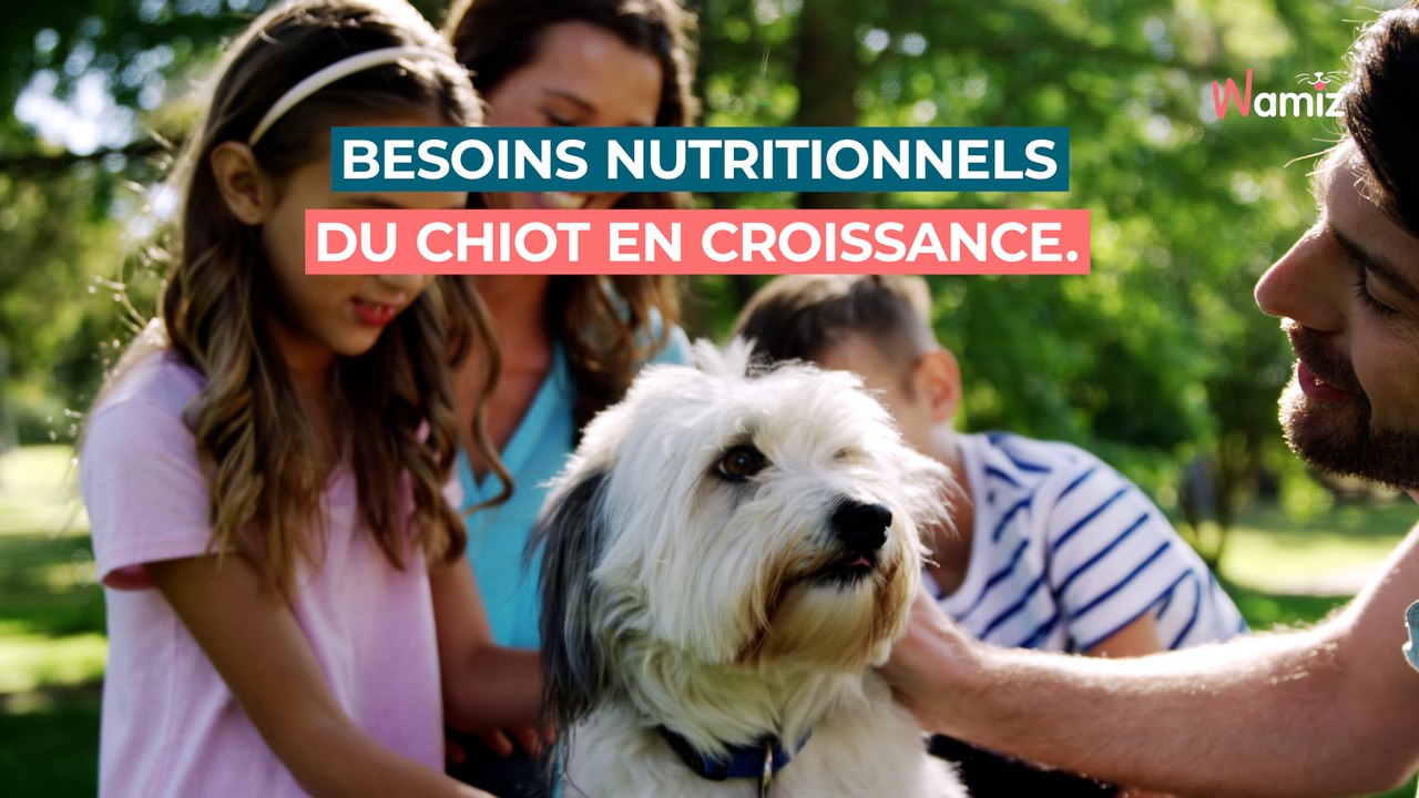 Besoins nutritionnels du chiot en croissance : tout ce qu'il faut savoir