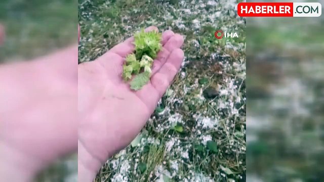 Dolu yağışı tarım arazilerine zarar verdi