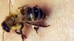 This is how a bee stings a human.#bee#human#skin#