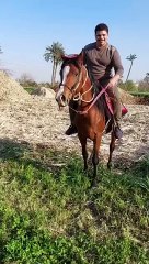 عمرو بيلا راكب حصان