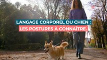 Langage corporel du chien : les postures à connaître absolument