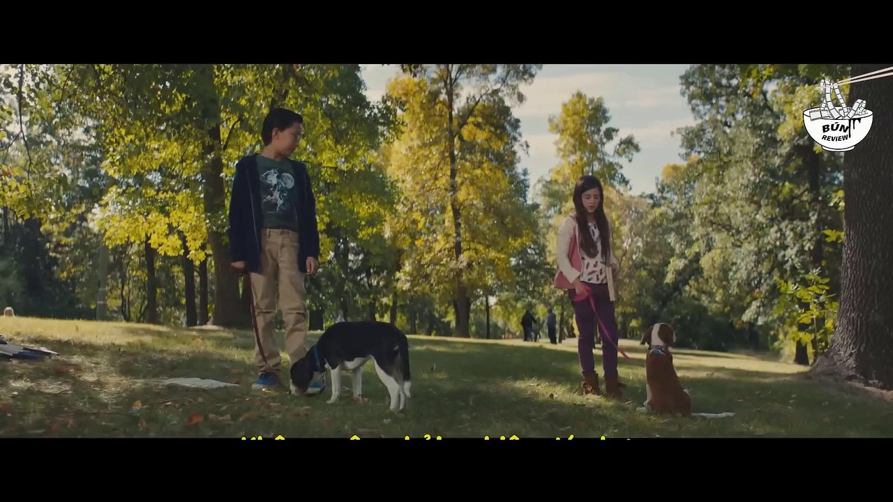 Chú chó đầu thai nhiều lần tìm người yêu cho cô chủ - REVIEW PHIM- HÀNH TRÌNH CỦA CHÚ CHÓ BAILEY