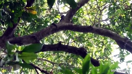 Strage di scimmie urlatrici in Messico, cadono per i colpi di calore