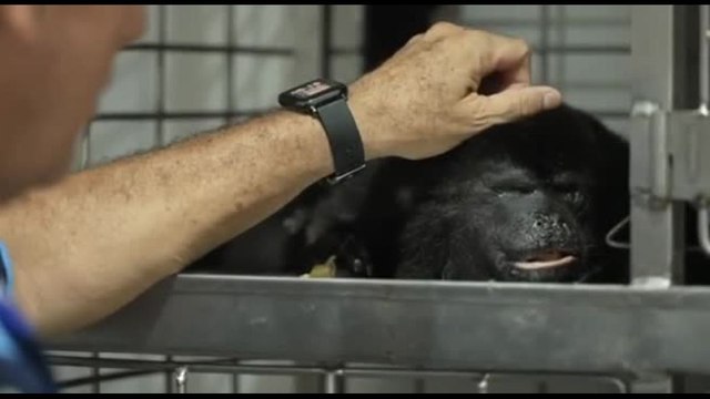 Strage di scimmie urlatrici in Messico, cadono per i colpi di calore
