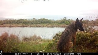 Un (bellissimo) lupo nell'Oasi della Laguna di Orbetello: il video della fototrappola