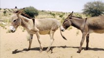 #donkey meeting first Time Donkey Lovers.