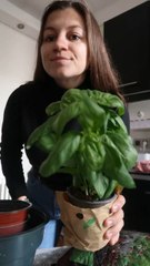 Faire survivre son basilic en moins d’1min ‍