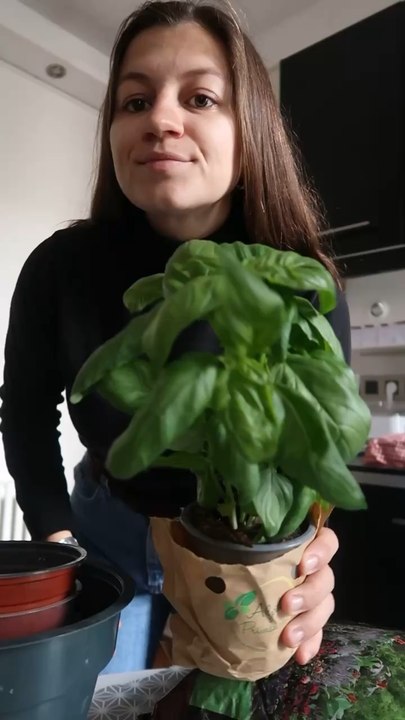 Faire survivre son basilic en moins d’1min ‍