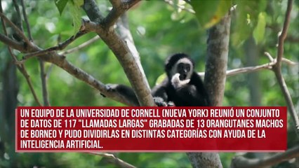 Investigadores están a punto de descifrar las conversaciones de los simios