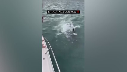 Multado por agredir a una orca: el vídeo es desesperanzador para con el ser humano, podría haber muerto