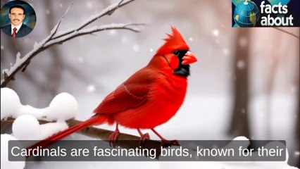 50 interesting facts about Cardinals