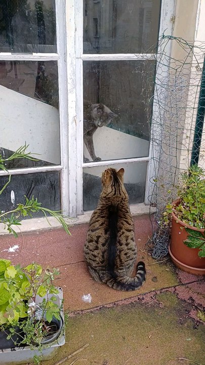Petitcœur & Rocket planning cats