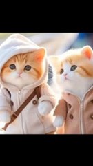 Cute fluffy cats and kittens 