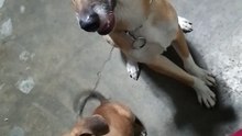 Milo and milan