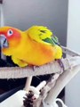 Cute Birds | Funny Birds | Wildlife | Bird | Entertainment | Pets | Birds Singing | Birds Scraping | Funny Videos | Beautiful Birds | Shorts