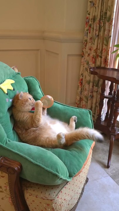 cat full funny video