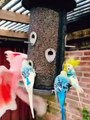 Funny Birds | Birds Sound | Wildlife | Cute Bird | Entertainment | Pets Care | Birds Singing | Birds Scraping | Funny Videos | Beautiful Birds | Shorts | Wild