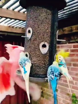 Funny Birds | Birds Sound | Wildlife | Cute Bird | Entertainment | Pets Care | Birds Singing | Birds Scraping | Funny Videos | Beautiful Birds | Shorts | Wild