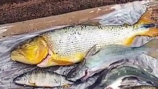 Altônia: Polícia Ambiental multa em R$ 2.840 pescador que estava com peixes nativos