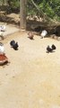 Pigeons In Summer Condition