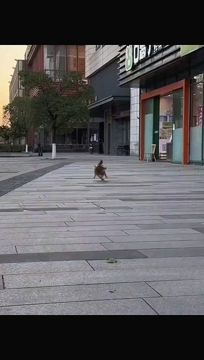Bast funny video dogs