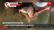 Conagua investiga la muerte de peces en San Bernardino, Puebla