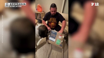 El presidente Javier Milei, le envió un regalo a los dueños de la cuenta de Instagram llamada Sullivan the pied Mastiff