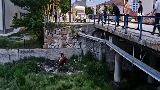 Ahırdan kaçan kurbanlık boğa ortalığı birbirine kattı!