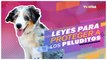 D Peludos: Leyes para proteger a nuestras mascotas