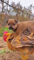 Funny vedio,funny clips,commedy