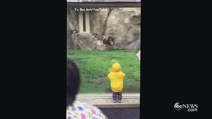 Lion attack kid,lion attack