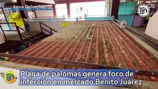 Plaga de palomas genera foco de infección en mercado Benito Juárez