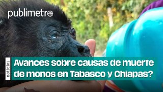 ¿Qué avances hay sobre causas de la muerte de monos en Tabasco y Chiapas?