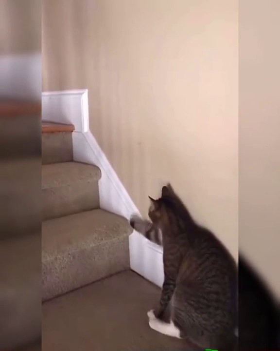 drunk cat