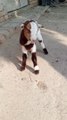 Cute baby goat video || Beautiful baby animal