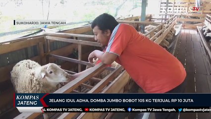 Jelang Iduladha, Domba Jumbo Bobot 105 Kg Terjual Rp 10 Juta