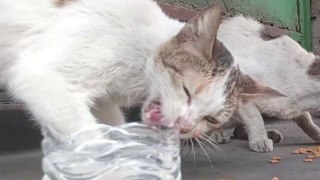 STUCK THROAT cat videos cat rescue meow