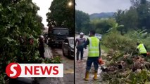 Downpour uproots six trees in Semenyih