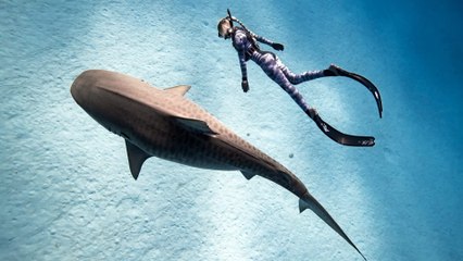 Ocean Ramsey : La biologiste qui communique avec les requins 🦈