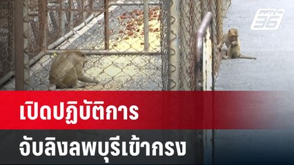 วันแรก! เปิดปฏิบัติการจับลิงลพบุรีเข้ากรง | เที่ยงทันข่าว | 24 พ.ค.67