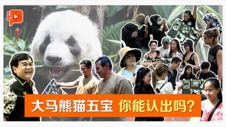大马熊猫五宝 你能认出吗？