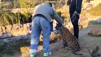 Chines playing with tiger cub #dailymotion #pakistan #entertainment #tour #fun #viral #trending #foryou #tiktok #delicious #gaming #reels