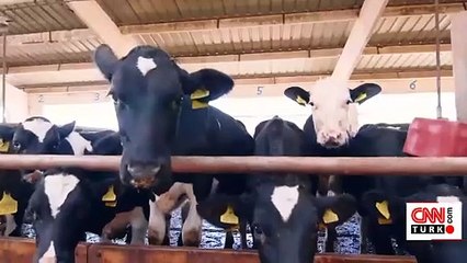 Kurbanlık bilgilerine 3 adımda erişim!