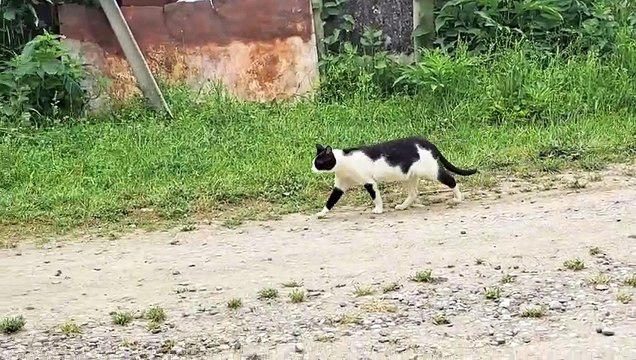 I petted a stray cat walking on the street.