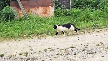I petted a stray cat walking on the street.