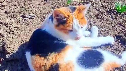 A cute cat is resting on the sand