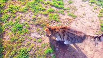 Cute kitten and cute cat eating food.  These cats are very beautiful